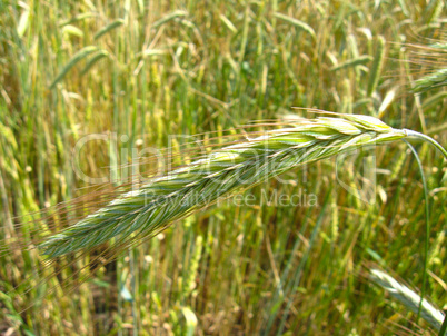 spikelets of the wheat