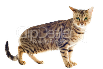 bengal cat