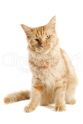 ginger maine coon cat