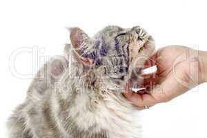 affectionate maine coon cat