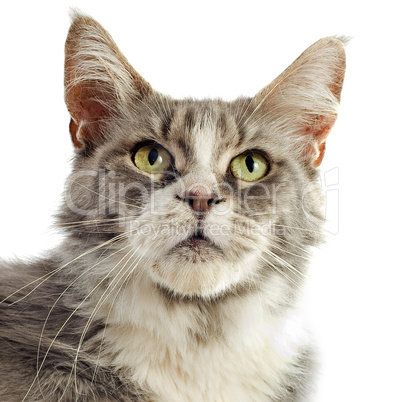 maine coon cat