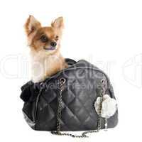 travel bag and chihuahua