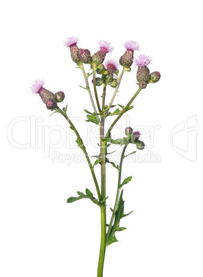 Acker-Kratzdistel (Cirsium arvense)