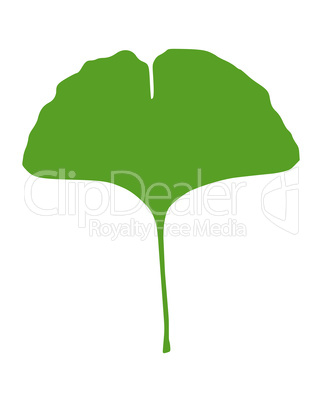 Ginkgo Blatt