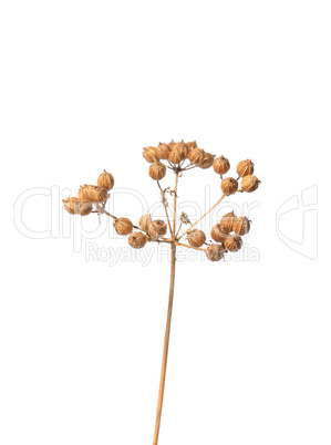 Koriander-Samen (Coriandrum sativum)