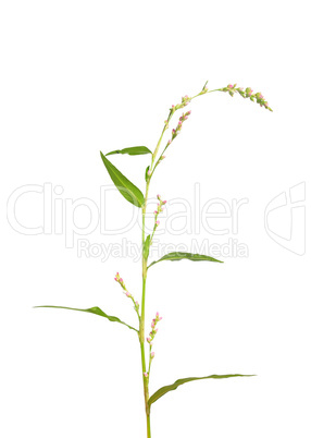 Milder Knöterich (Persicaria dubia)