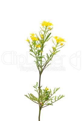 Wilde Sumpfkresse (Rorippa sylvestris)