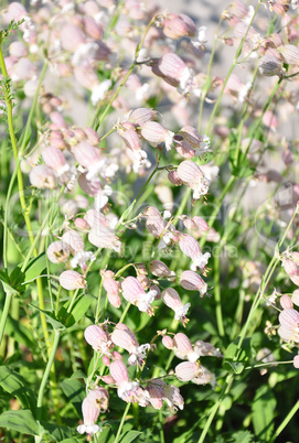 Taubenkropf-Leimkraut (Silene vulgaris)