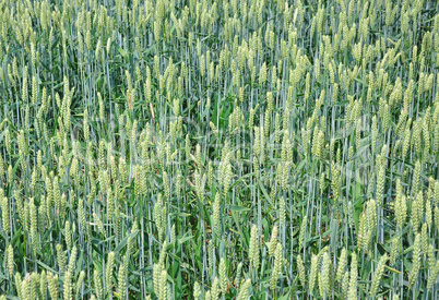 Weizenfeld (Triticum aestivum)