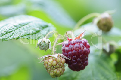 himbeeren