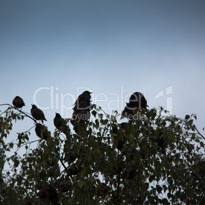 Starenvögel im  Baum