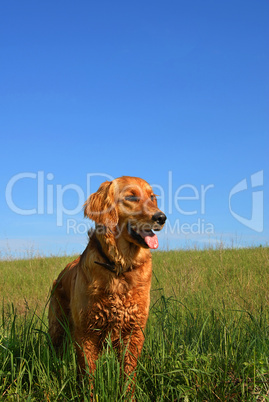 Golden retriever dog portrait