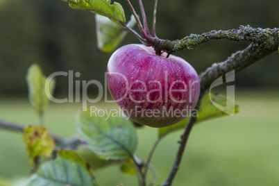 red apple hanging at tree