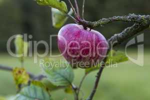 red apple hanging at tree