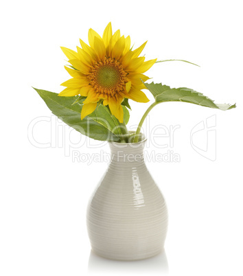 Sunflower In A Vase