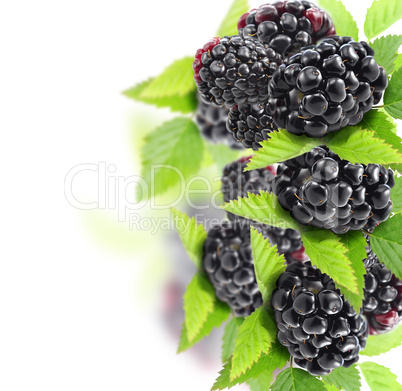 Blackberry