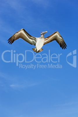 pelican on blue sky