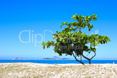 one tree on a beach