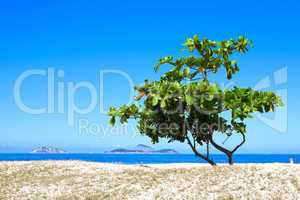 one tree on a beach