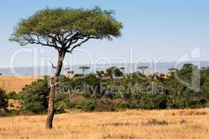 masai mara