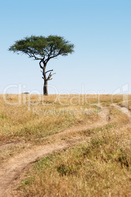 masai mara