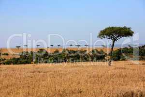 masai mara