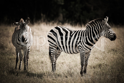 african zebras
