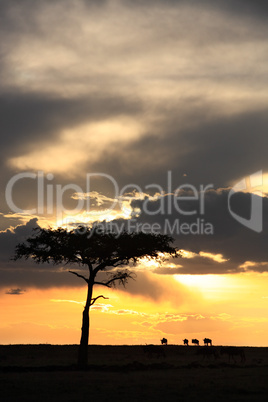 masai mara