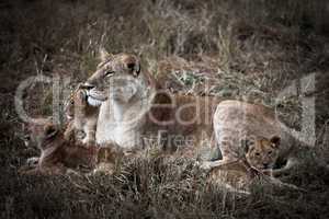 african lion family