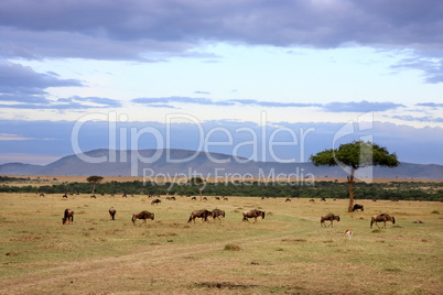 masai mara