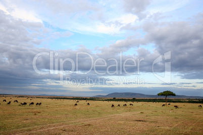 masai mara