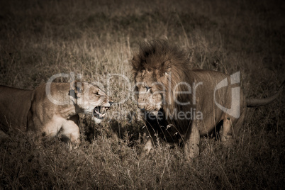 african lion couple