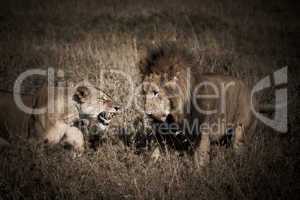 african lion couple