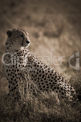 african cheetah