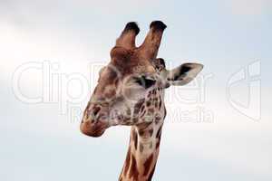 Masai or Kilimanjaro Giraffe