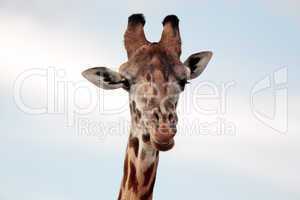 Masai or Kilimanjaro Giraffe