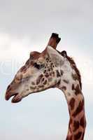 Masai or Kilimanjaro Giraffe