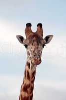 Masai or Kilimanjaro Giraffe