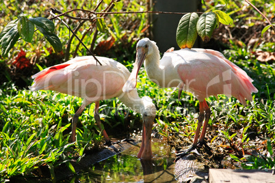 Roseate Spoonbill