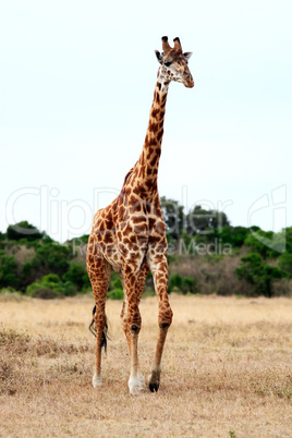 Masai or Kilimanjaro Giraffe