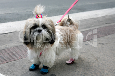 funny Shih Tzu