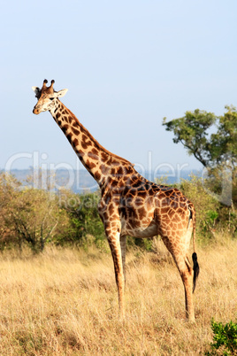 Masai or Kilimanjaro Giraffe