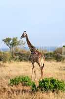 Masai or Kilimanjaro Giraffe