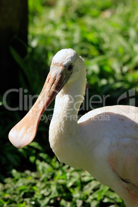 Roseate Spoonbill