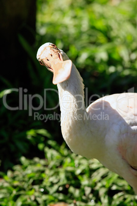 Roseate Spoonbill