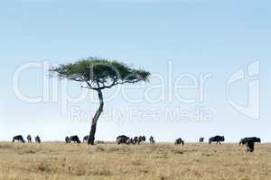 Wildebeest