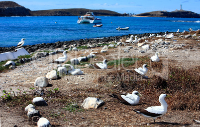 white booby