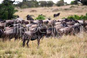 Wildebeest