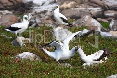 white booby