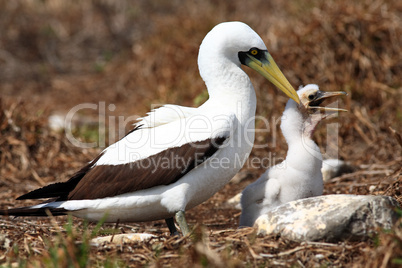 white booby